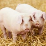 Pig Spiritual Meaning, Dream Meaning, Symbolism, and More
