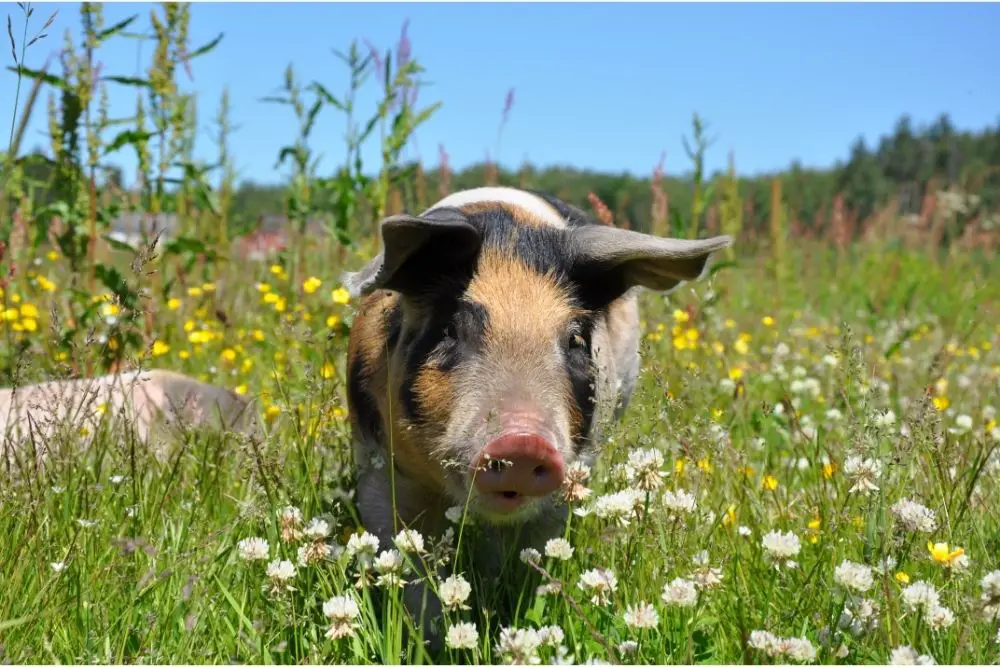 spiritual meaning of a pig
