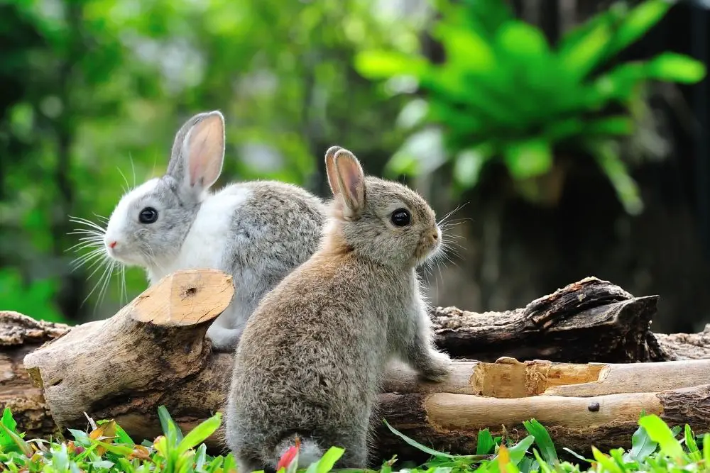 Rabbit Spiritual Meaning, Dream Meaning, Symbolism & More