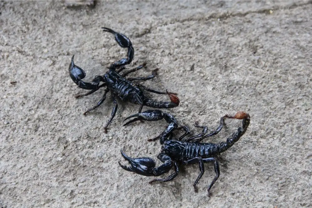 Scorpion Totem Animal Meaning