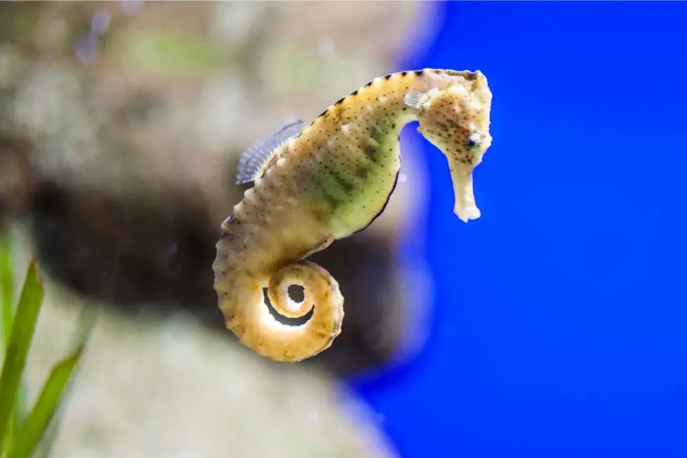Seahorse: Spiritual Meaning, Dream Meaning, Symbolism & More