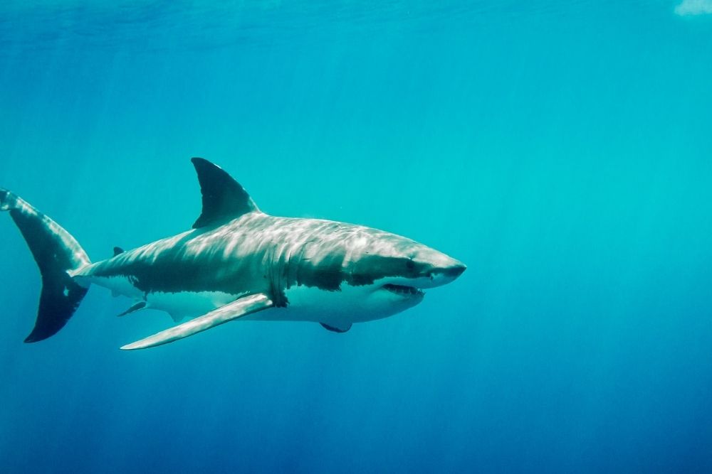 Shark Spiritual Meaning, Dream Meaning, Symbolism & More