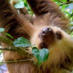 Sloth: Spiritual Meaning, Dream Meaning, Symbolism & More