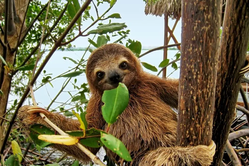 Sloth: Spiritual Meaning, Dream Meaning, Symbolism & More