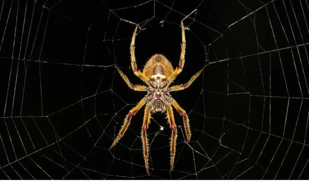 Spider: spiritual meaning, dream meaning, symbolism & more