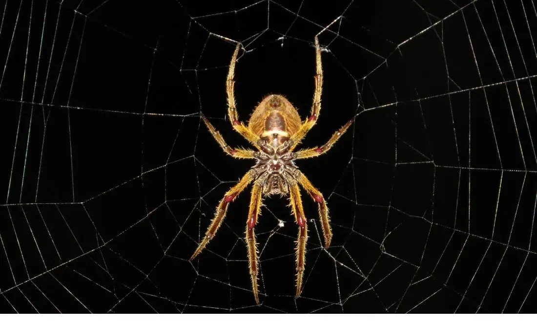 Spider: Spiritual Meaning, Dream Meaning, Symbolism & More