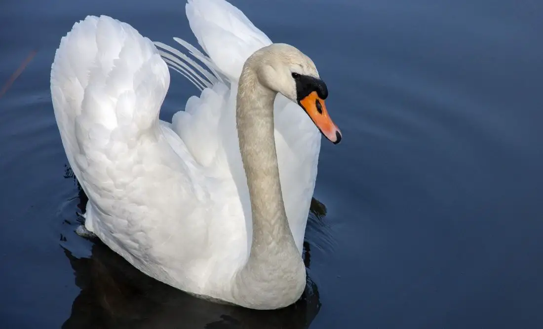 Swan: Spiritual Meaning, Dream Meaning, Symbolism & More