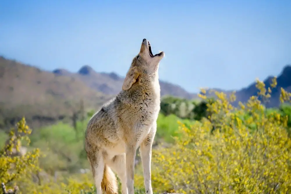 Symbolism and Meaning of the Coyote
