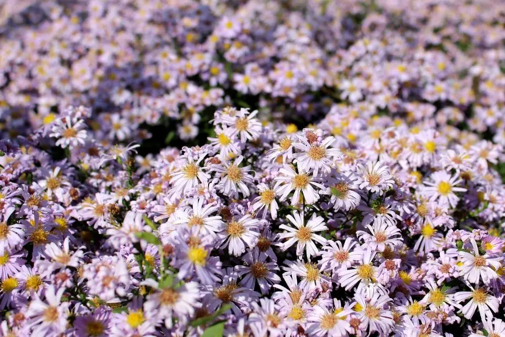 The Aster Flower Meaning