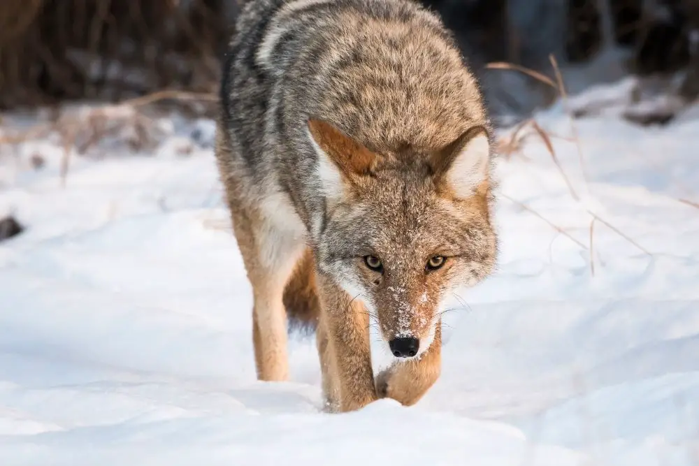 The Coyote as a Spirit Animal
