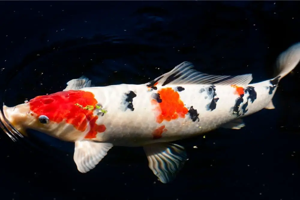 the koi fish as a spirit animal