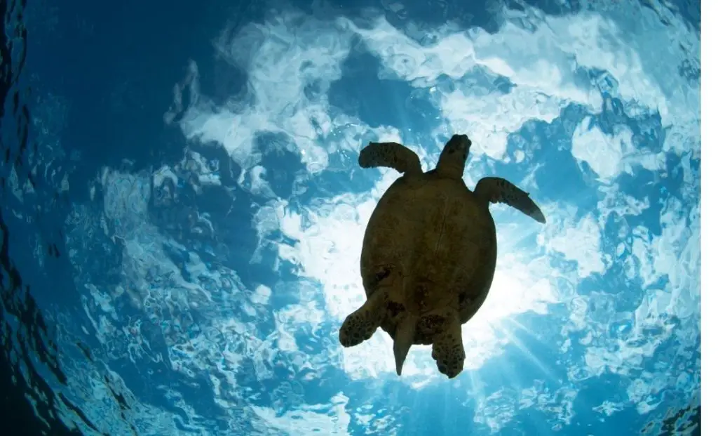 Turtle: Spiritual Meaning, Dream Meaning, Symbolism & More
