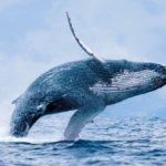 Whale: Spiritual Meaning, Dream Meaning, Symbolism & More