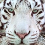 White Tiger: Spiritual Meaning, Dream Meaning, Symbolism & More