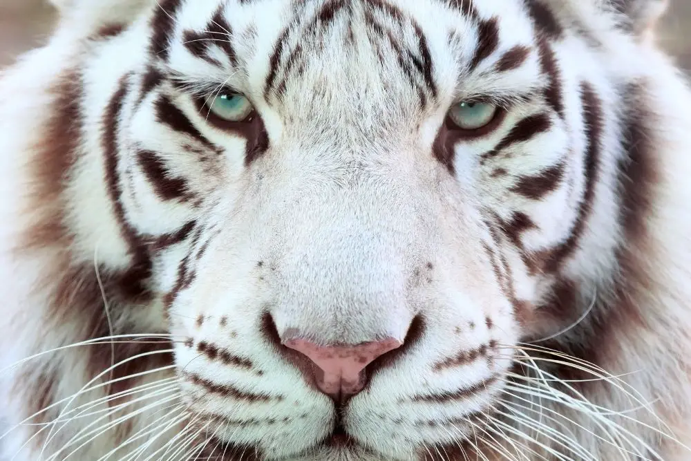 White Tiger: Spiritual Meaning, Dream Meaning, Symbolism & More