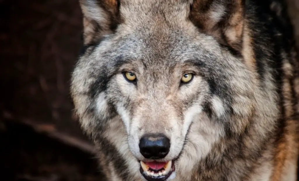 Wolf: Spiritual Meaning, Dream Meaning, Symbolism & More