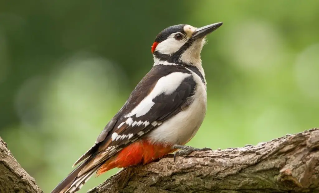 Woodpecker: Spiritual Meaning, Dream Meaning, Symbolism & More