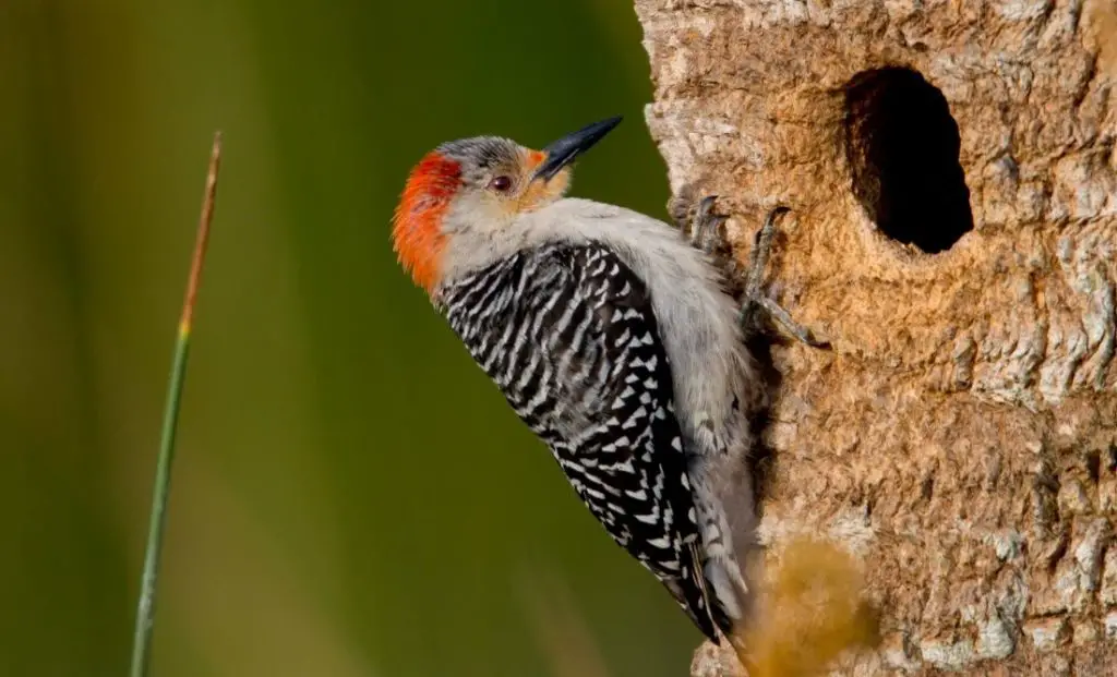Woodpecker: Spiritual Meaning, Dream Meaning, Symbolism & More