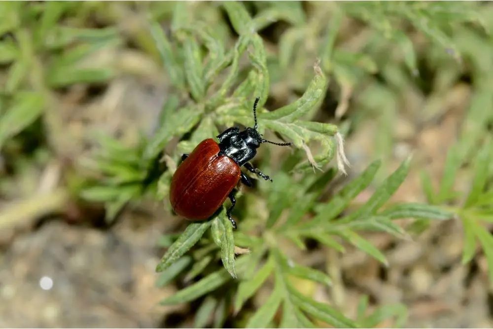 beetle spirit animal