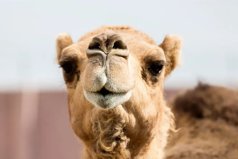 camel spirit animal