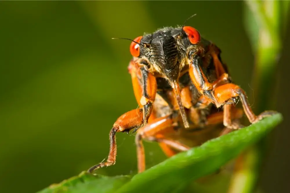 cicada spirit animal
