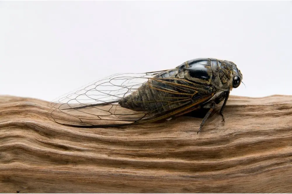 cicada spiritual meaning