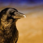 Raven: Spiritual Meaning, Dream Meaning, Symbolism & More