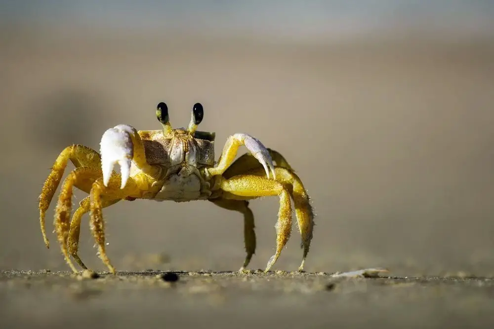 crab spirit animal