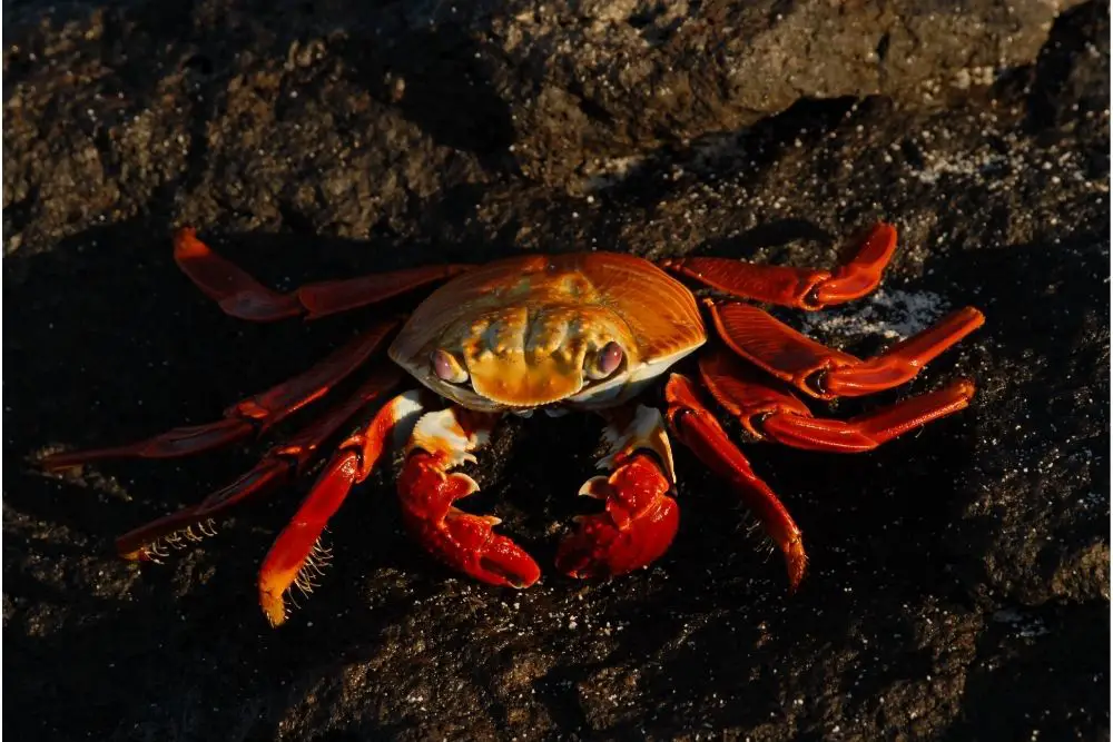 crab spiritual meaning
