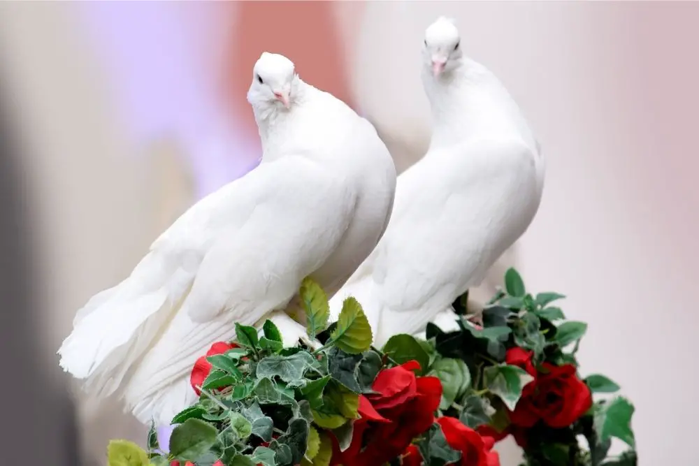 dove spiritual meaning