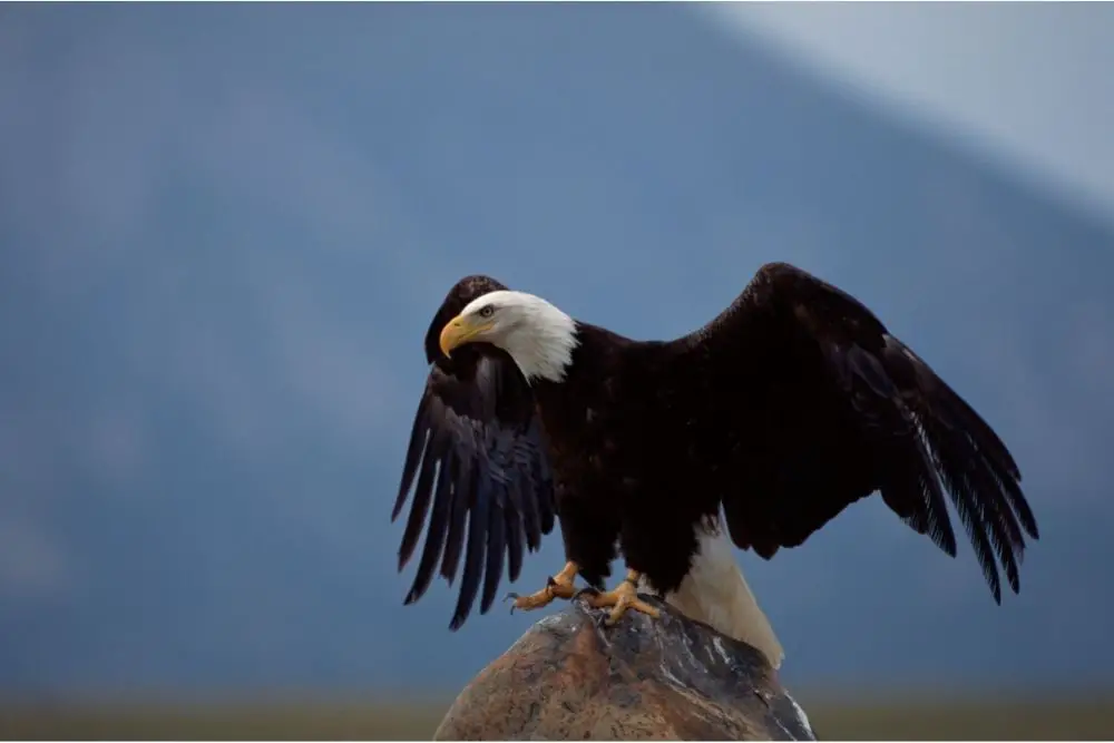 eagle spiritual meaning