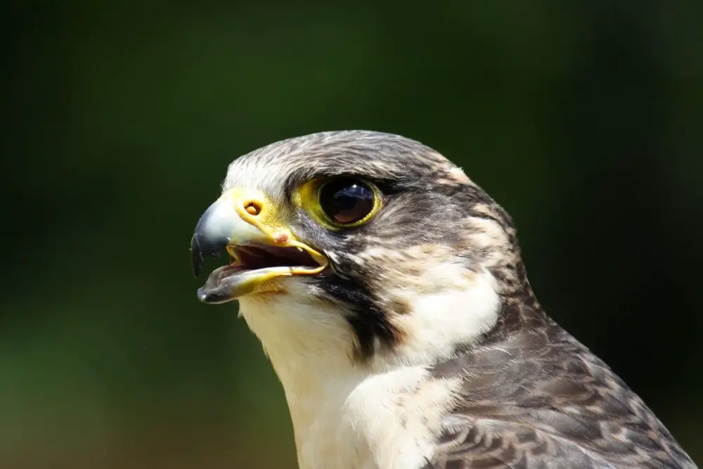 falcon totem animal