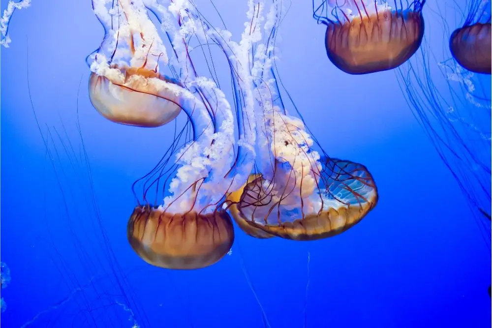 Jellyfish: Spiritual Meaning, Dream Meaning, Symbolism & More