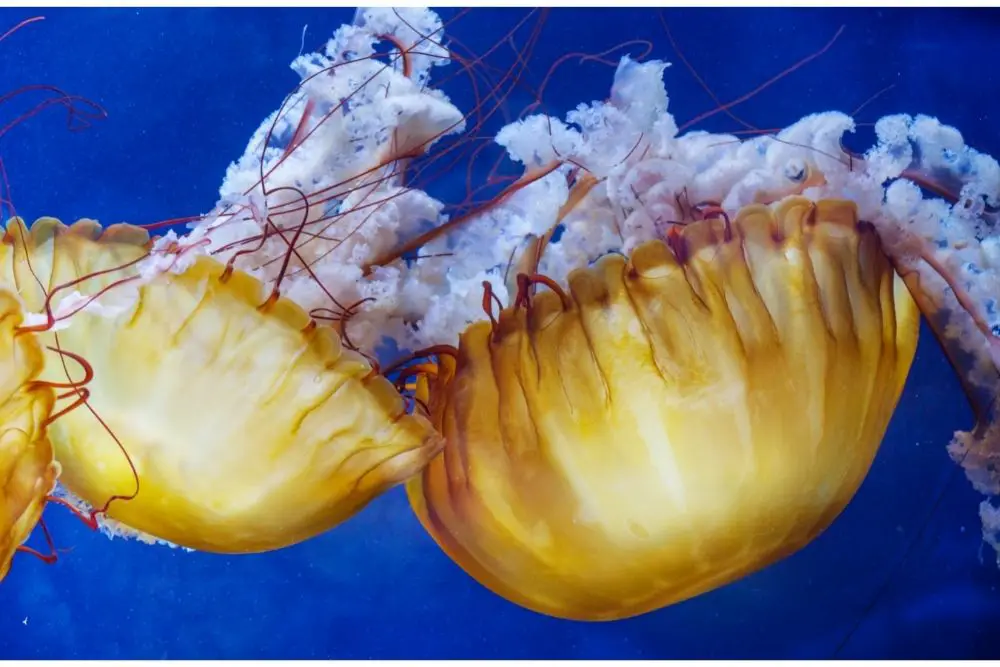 jellyfish symbolism