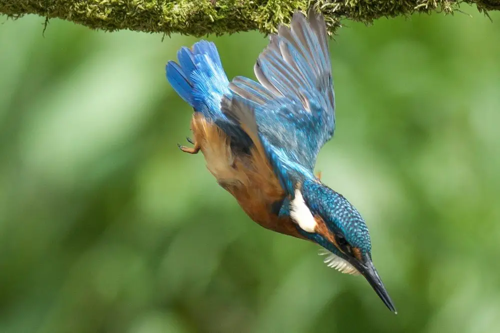 kingfisher spiritual meaning