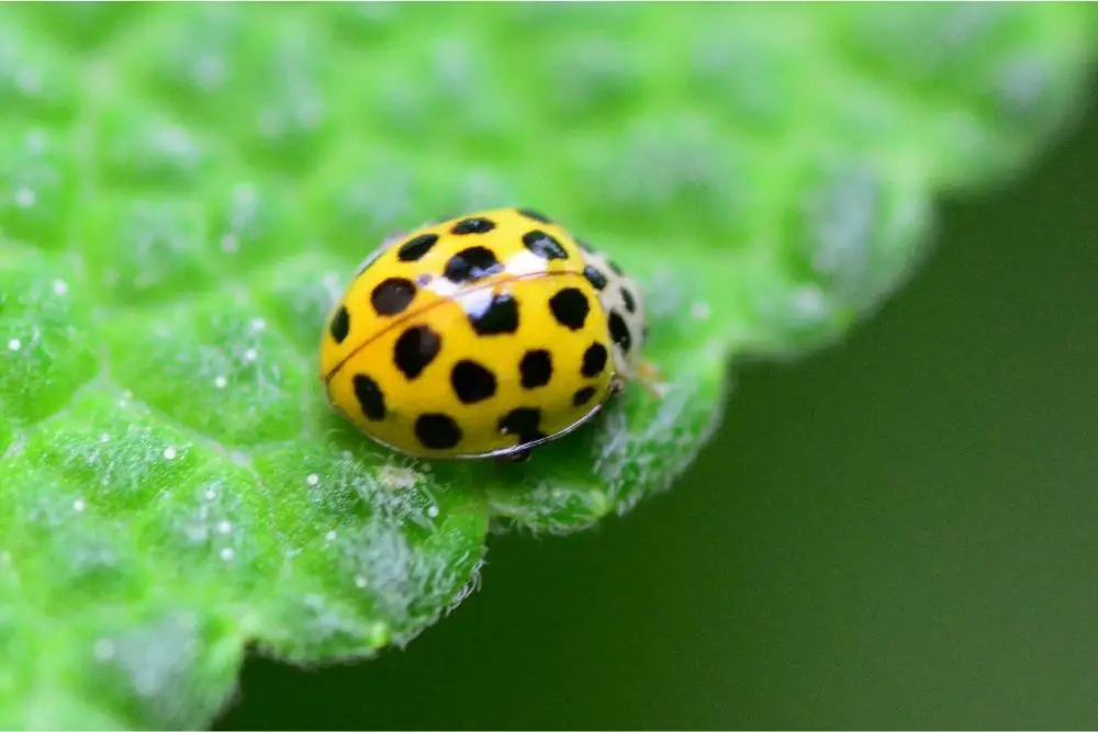 ladybug dream meaning