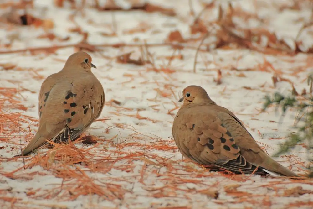 mourning dove spiritual meaning