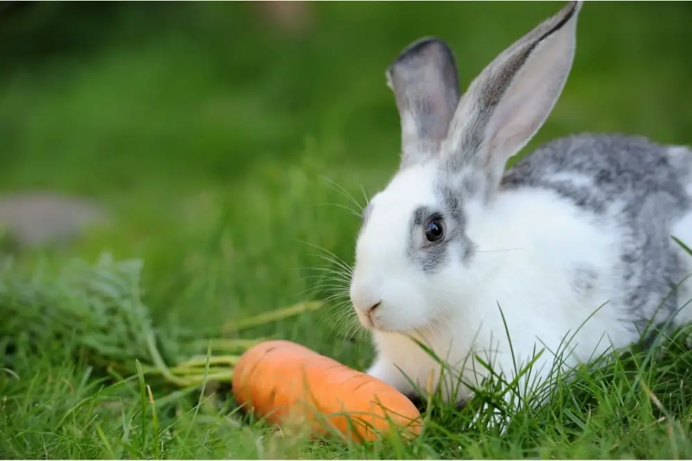 rabbit spiritual meaning