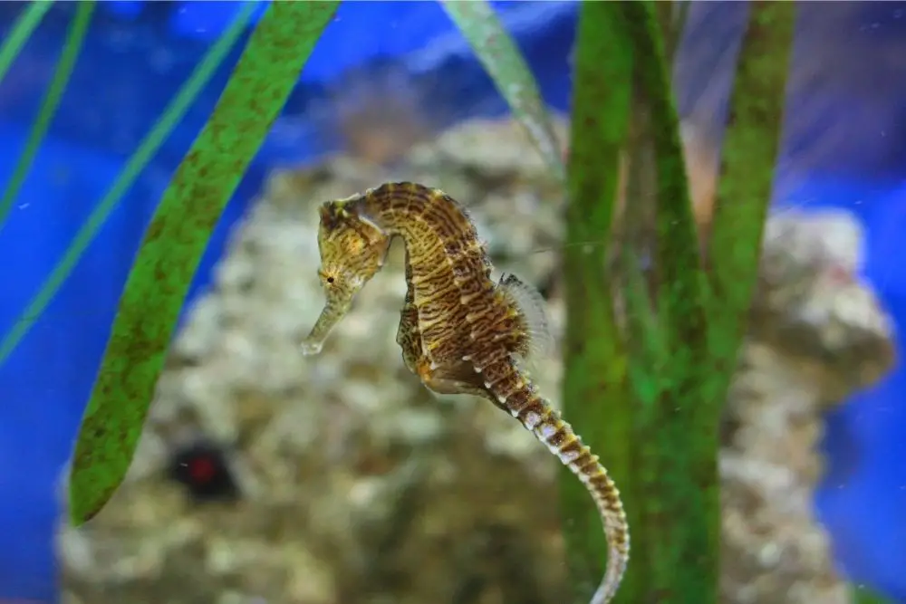 seahorse spirit animal
