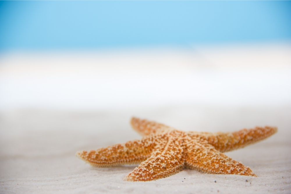 starfish spirit animal