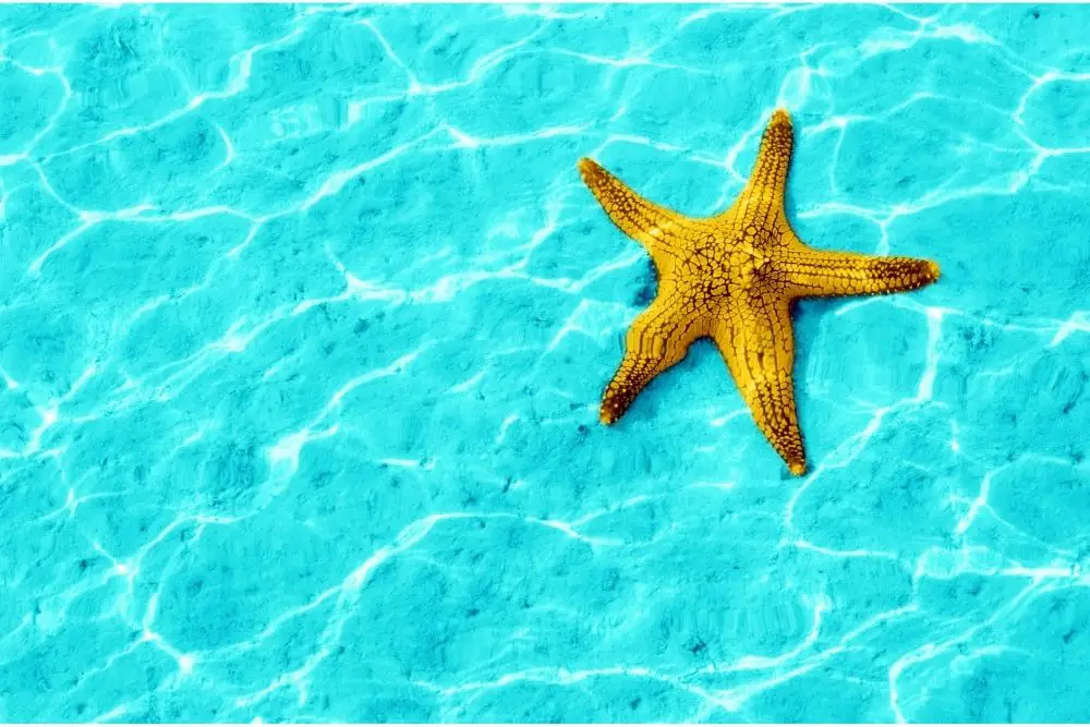starfish spiritual meaning