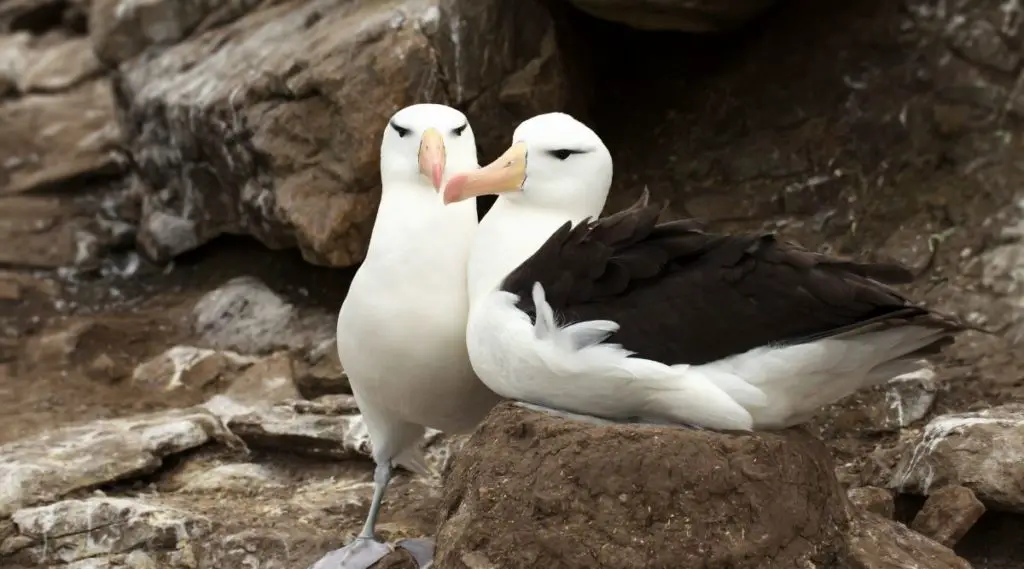 Albatross Totem Animal