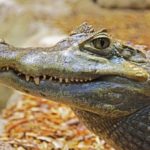 Alligator: Spiritual Meaning, Dream Meaning, Symbolism & More