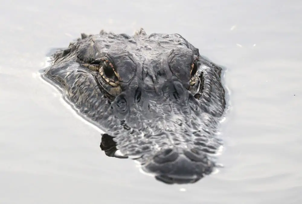Alligator: Spiritual Meaning, Dream Meaning, Symbolism & More
