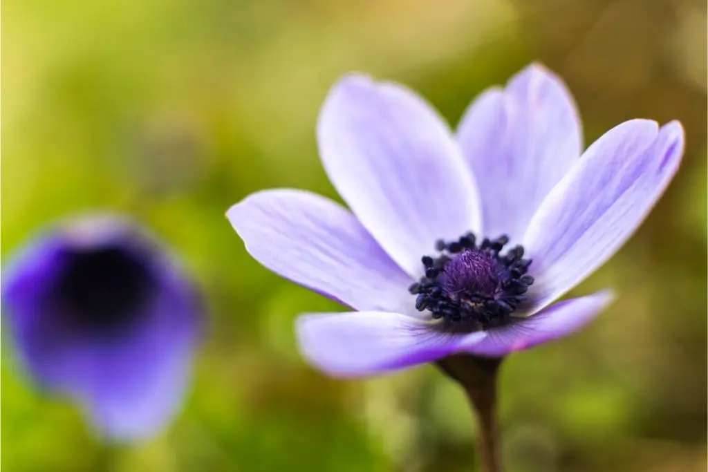 Anemone Flower Meaning