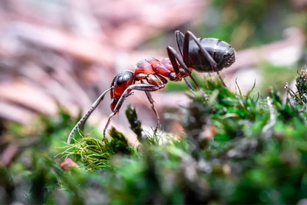 Ant: Spiritual Meaning, Dream Meaning, Symbolism & More