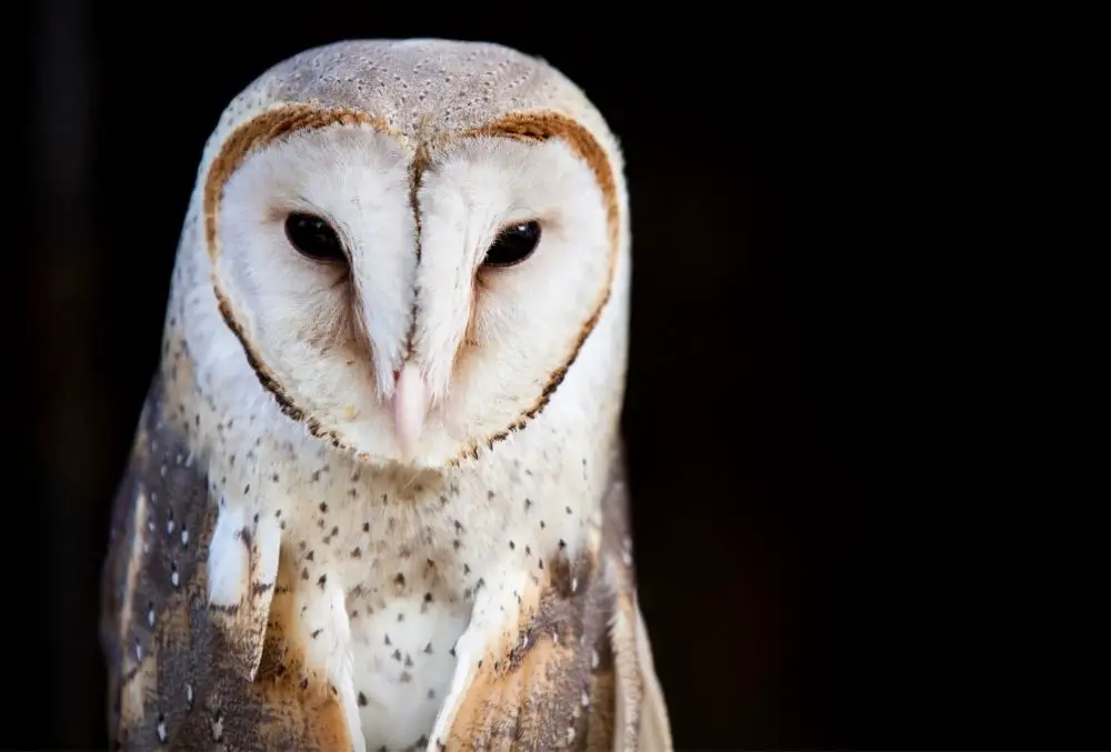 Barn Owl: Spiritual Meaning, Dream Meaning, Symbolism & More