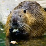 Beaver: Spiritual Meaning, Dream Meaning, Symbolism & More