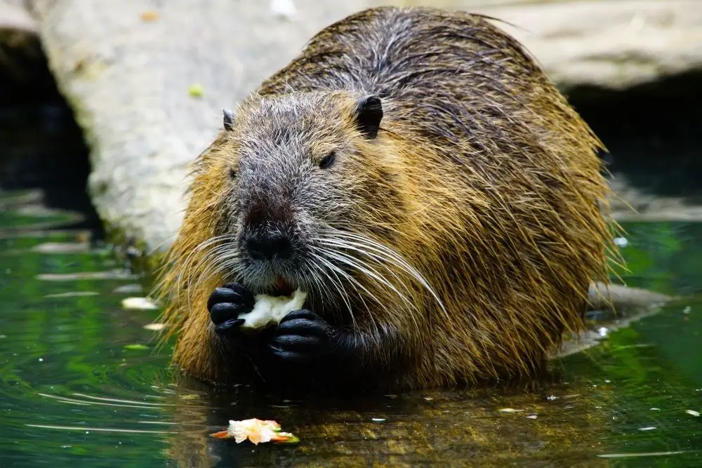 Beaver Spiritual Meaning, Dream Meaning, Symbolism & More