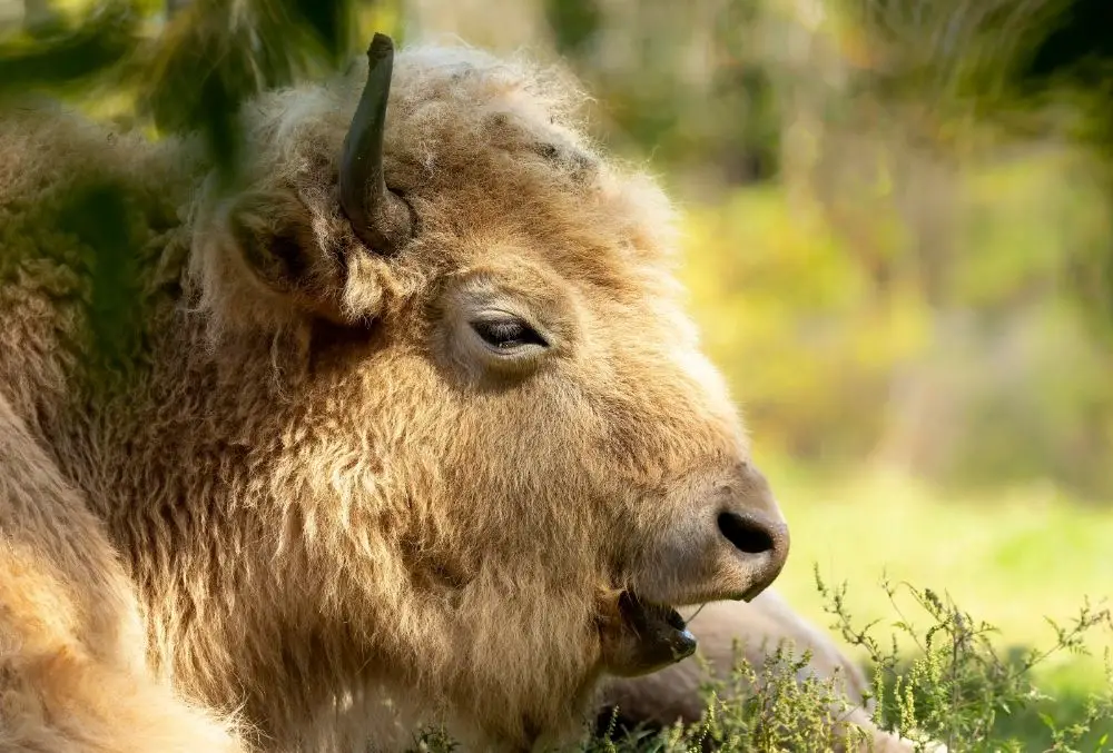 Bison: Spiritual Meaning, Dream Meaning, Symbolism & More